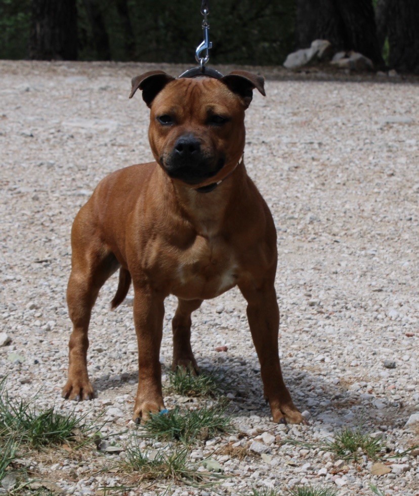 strongbull's knl Rosalia