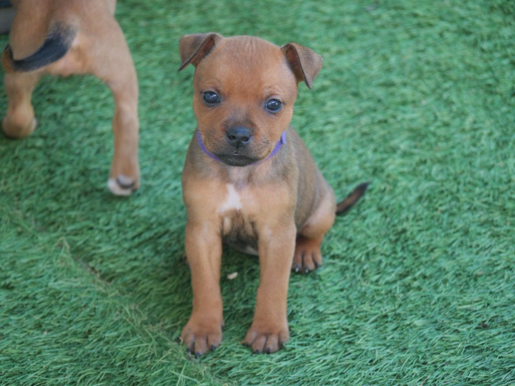Du Rêve Des Lutins - Chiots disponibles - Staffordshire Bull Terrier
