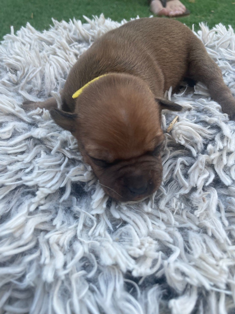 Du Rêve Des Lutins - Chiots disponibles - Staffordshire Bull Terrier