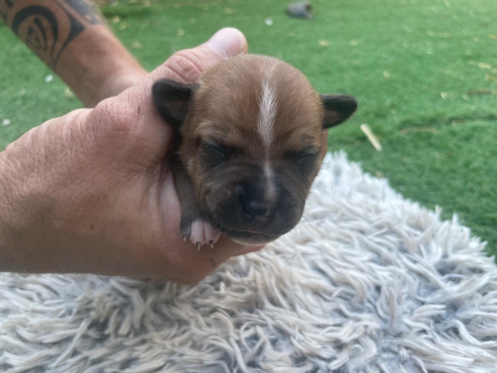 Du Rêve Des Lutins - Chiots disponibles - Staffordshire Bull Terrier