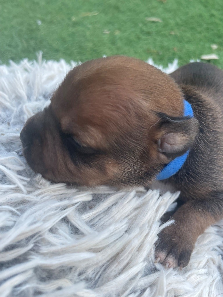 Du Rêve Des Lutins - Chiots disponibles - Staffordshire Bull Terrier