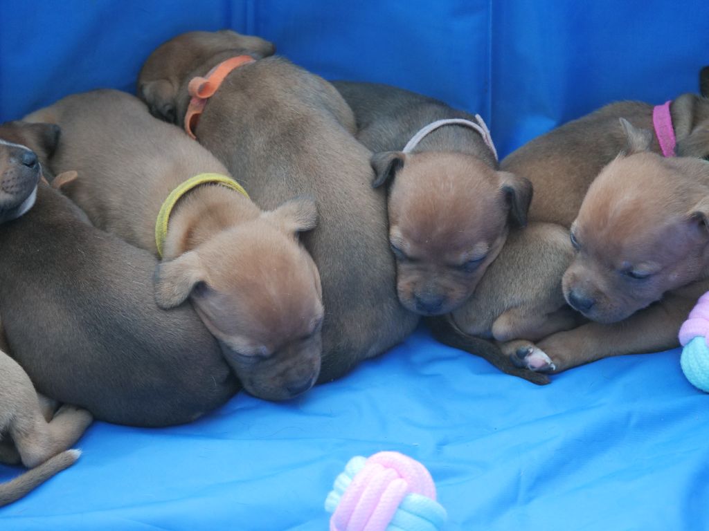Chiot Staffordshire Bull Terrier Du Rêve Des Lutins