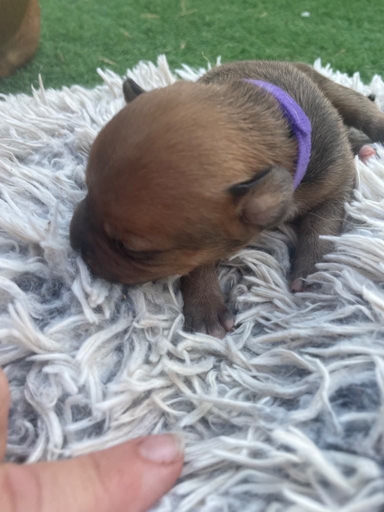 Du Rêve Des Lutins - Chiots disponibles - Staffordshire Bull Terrier