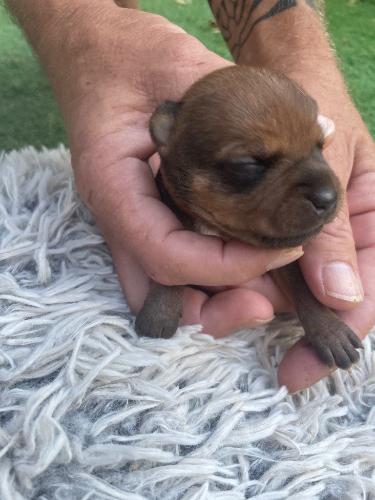 Du Rêve Des Lutins - Chiots disponibles - Staffordshire Bull Terrier
