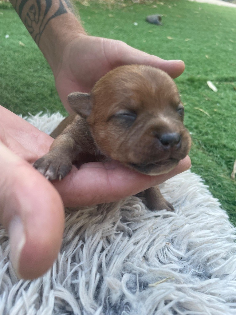 Du Rêve Des Lutins - Chiots disponibles - Staffordshire Bull Terrier