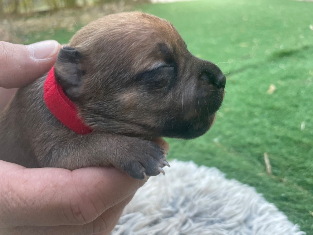 Du Rêve Des Lutins - Chiots disponibles - Staffordshire Bull Terrier