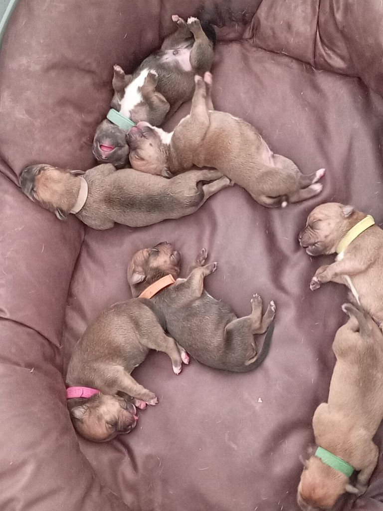 Chiot Staffordshire Bull Terrier Du Rêve Des Lutins